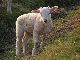 many sheeps in westphalia photo