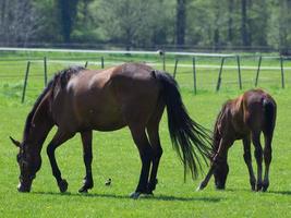 Mare with foals in germany photo