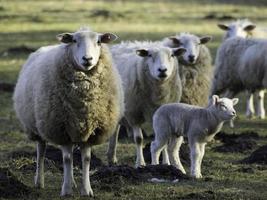 sheeps on a meadow in westphalia photo