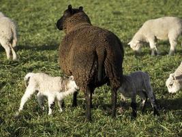 muchas ovejas en westfalia