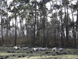 ovejas en el muensterland alemán foto