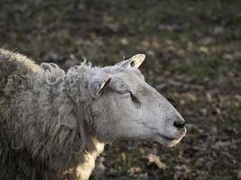 sheep herd in germany photo