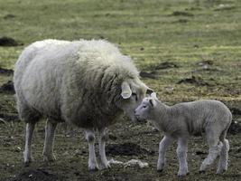 corderos y ovejas en westfalia foto