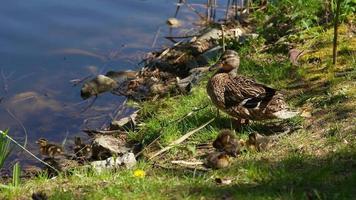 Brown mother duck and ducklings sit at edge of water in the grass on a sunny day video