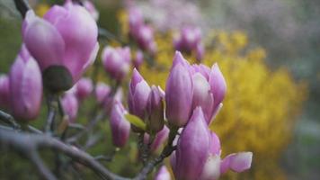 visão em movimento lento de botões cor de rosa e flores em uma árvore de magnólia video