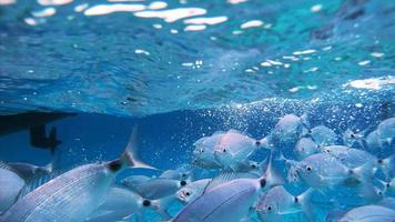 peces bajo el agua comiendo comida de un barco cercano video
