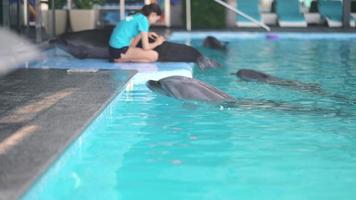 Dolphin in a pool lifts head out of water video