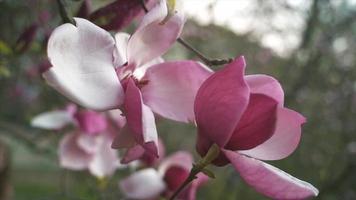 stänga upp se av rosa magnolia blomma tilltrasslad i en kedja länk staket video