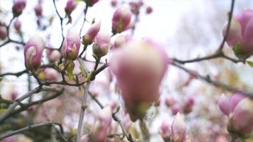 långsam handhållen kameravy av rosa knoppar och blommor på ett magnoliaträd video