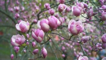 langzame handheld zoom van roze knoppen en bloesems op een magnoliaboom video