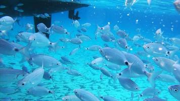 Fish swimming underwater played in reverse video