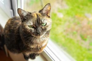 Cute tortoiseshell cat siting on windowsill near window and looking at the camera photo