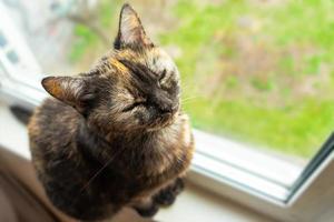 Cute tortoiseshell cat siting on windowsill near window and rest with closed eyes photo