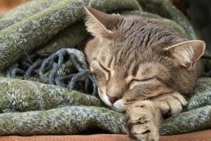 Portrait of domestic tabby cat sleeping in a blanket photo