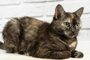 portrait of domestic tortoiseshell cat on white background photo