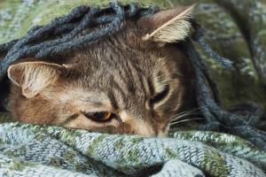 Portrait of domestic tabby cat sleeping in a blanket photo