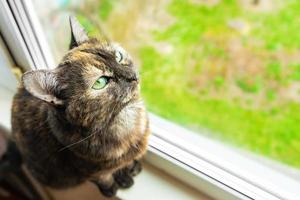 Cute tortoiseshell cat siting on windowsill near window and looking at the camera photo