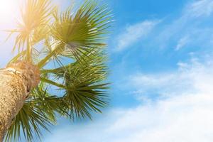 Green palm tree on blue sky background photo