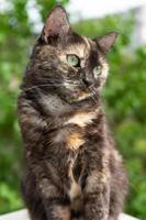 portrait of domestic tortoiseshell cat on nature background photo