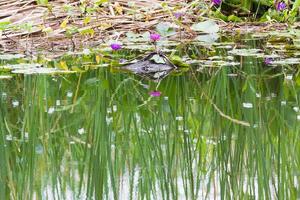 Wild pond with waterlily flowers photo