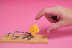 Hand reaches for piece cheese in mousetrap on a pink background.Concept business, life and hard work and freebies.