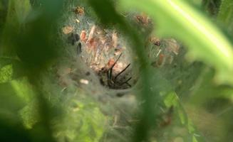 Macro of spider and web photo