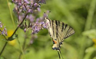 macro de hermosa mariposa foto
