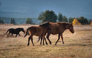 Horses family in the mountain photo