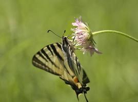 macro de hermosa mariposa foto