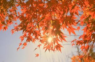 hojas de arce otoñales con rayos de sol sobre el cielo azul, estilo de color vintage foto
