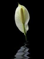 white anthurium on a black background photo