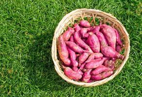 batatas rojas reunidas en una canasta foto