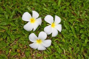 Plumeria, tropical flower on grass photo