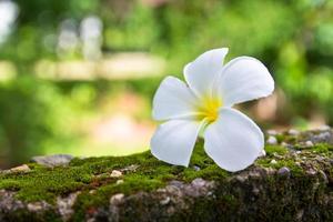 Plumeria on the green moss wall photo