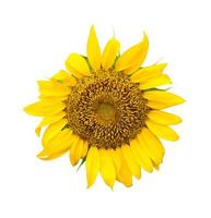 yellow Sunflower on white background photo