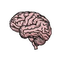 illustration of human brain organs hand-drawn png