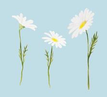 Retro daisy set, great design for any purposes. vector