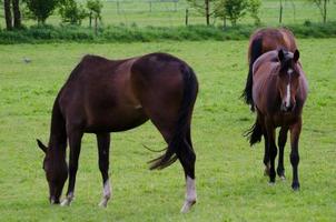 Horses and foals in germany photo