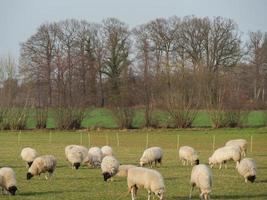 sheep herd in germany photo