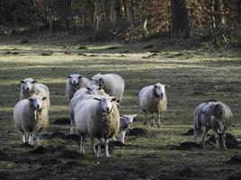 ovejas en el muensterland alemán foto