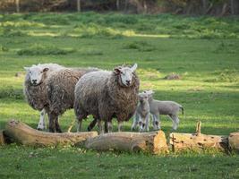 sheeps on a german meadow photo