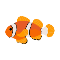 oranje clown vis. verzameling reeks van koraal vis illustratie. de hand- tekening van onder de zee leven. aanbiddelijk en mooi vissen van marinier leven. png