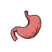 illustration of human stomach organs hand-drawn png