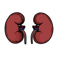 illustrazione di umano rene organi disegnato a mano png