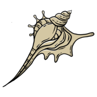 Hand Drawn Shell Illustrations png