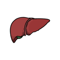 illustration of human heart organs hand-drawn png