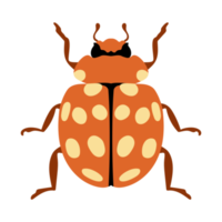 cream spot ladybird. insects and garden concept animated in colorful theme. png