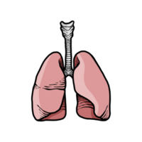 ilustración de órganos de pulmones humanos dibujados a mano png