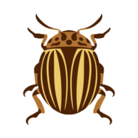 collorado aardappel betel. insecten en tuin concept geanimeerd in kleurrijk thema. png