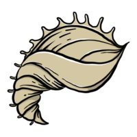 Hand Drawn Shell Illustrations png